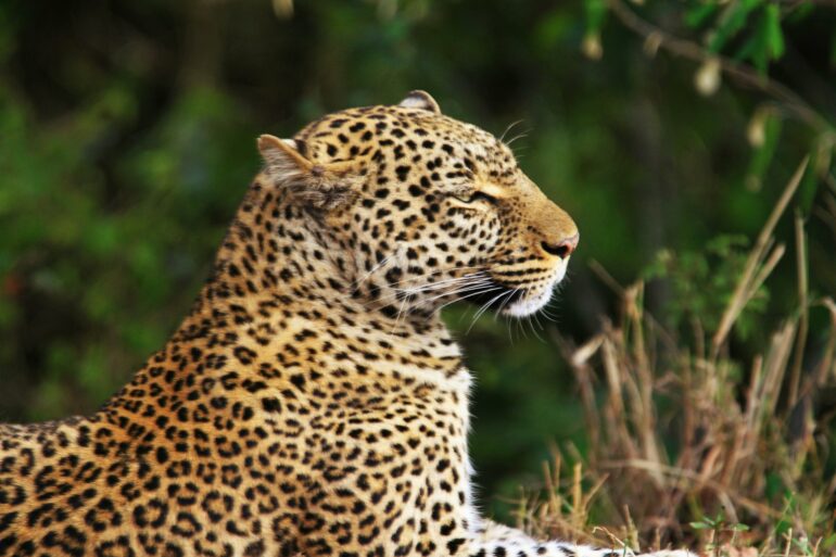 Genes provide hope for the survival of Arabia's last big cat