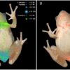 Heatmaps show trematodes congregate in certain parts of amphibians ...
