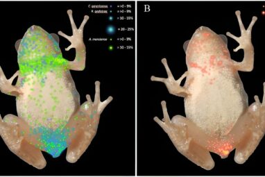 Heatmaps show trematodes congregate in certain parts of amphibians ...
