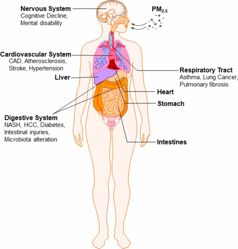 How air pollution affects the digestive system