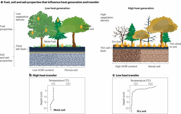 How wildfires change soil chemistry