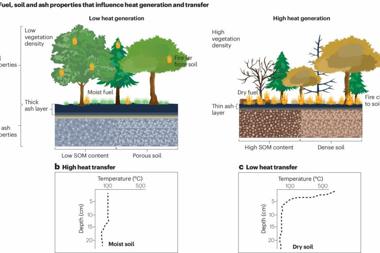How wildfires change soil chemistry