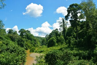 Increasing drought puts the resilience of the Amazon rainforest to ...