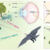 Innovative bird eye–inspired camera developed for enhanced object ...