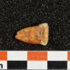 Isotopic evidence reveals surprising dietary practices of ancient ...