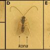 ISS research shows spaceflight affects tumor-bearing fruit fly ...