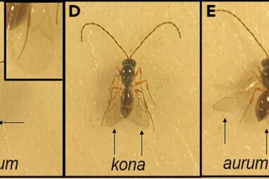 ISS research shows spaceflight affects tumor-bearing fruit fly ...