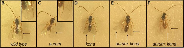 ISS research shows spaceflight affects tumor-bearing fruit fly ...