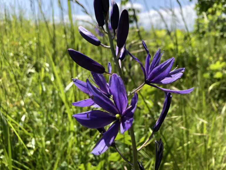 Legacy of Indigenous stewardship of camas dates back more than ...