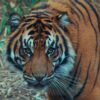 Major declines reported in South Korean big cat trade