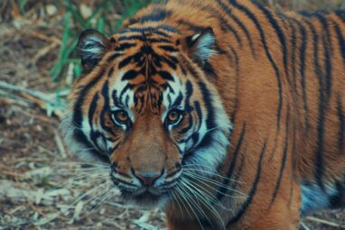 Major declines reported in South Korean big cat trade