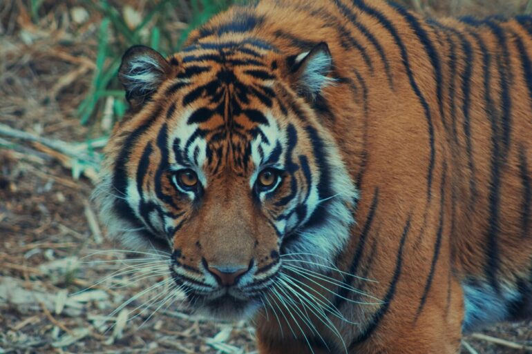 Major declines reported in South Korean big cat trade