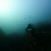 Marine Protected Areas don't line up with core habitats of rare ...