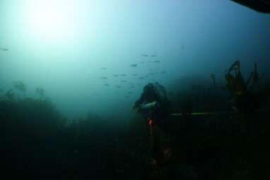 Marine Protected Areas don't line up with core habitats of rare ...