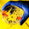 Microplastics may slow the rate at which carbon is pulled from the ...
