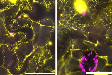 Modern plant enzyme partners with surprisingly ancient protein