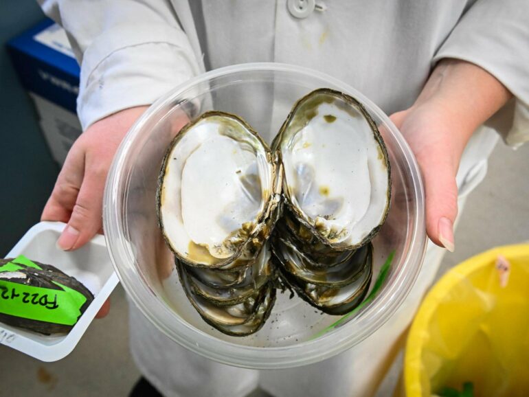 Mussels downstream of wastewater treatment plant contain radium ...