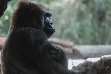 New candidate genes for human male infertility found by analyzing ...