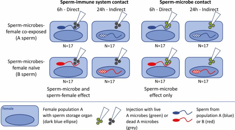 New findings on fertility: Sperm can adapt to sexually transmitted ...