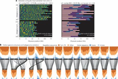 New genomic tools for three modern cotton varieties could guide ...