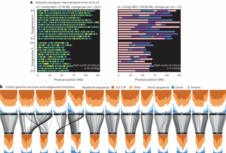 New genomic tools for three modern cotton varieties could guide ...