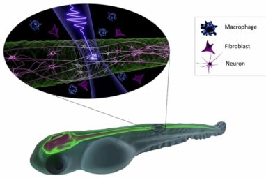 New insights into the interaction of femtosecond lasers with ...