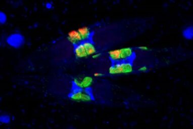 New rhizobia-diatom symbiosis solves long-standing marine mystery