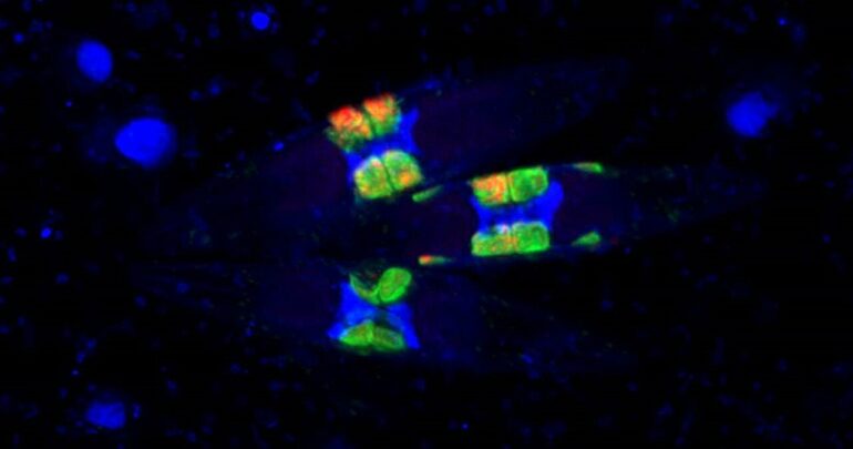 New rhizobia-diatom symbiosis solves long-standing marine mystery