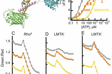 New sensor gives unprecedented look at changes in ATP levels ...