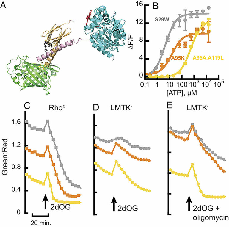 New sensor gives unprecedented look at changes in ATP levels ...