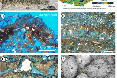 New vestiges of the first life on Earth discovered in Saudi Arabia