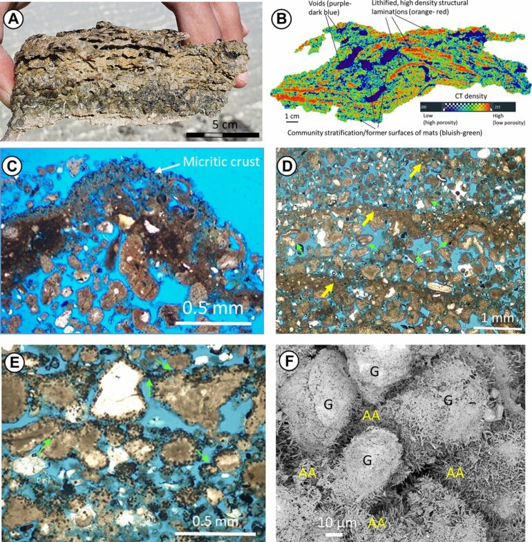 New vestiges of the first life on Earth discovered in Saudi Arabia