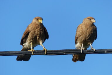 Parents of the year: Scavenging raptors demonstrate high level of ...
