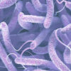 Persistent Strain of Cholera Defends Itself Against Forces of ...