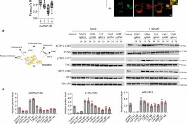 Regulating cholesterol levels might be the key to improving cancer ...