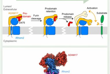Repurposed protease controls important signaling molecule ...