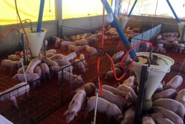 Researchers conduct first-ever study to characterize microbiota in ...