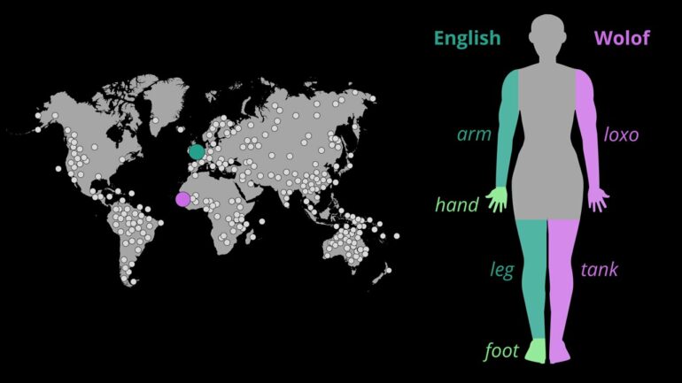 Researchers develop algorithms to understand how humans form body ...