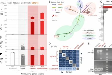 Researchers discover 'Trojan Horse' virus hiding in human parasite