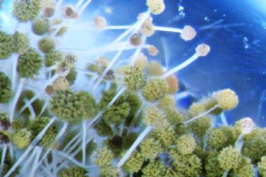 Researchers find unique adaptations of fungus associated with bee ...