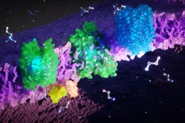 Researchers reveal dynamic structure of FLVCR proteins and their ...