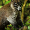 Scientists pit primates against smaller-brained mammals to find ...