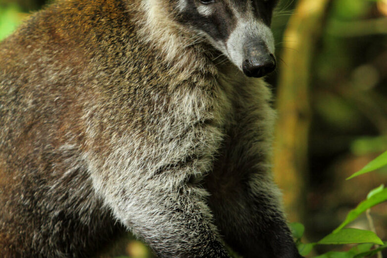 Scientists pit primates against smaller-brained mammals to find ...