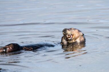 Sea otter study finds tool use allows access to larger prey ...