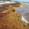 Secrets of sargassum: Scientists advance knowledge of seaweed ...