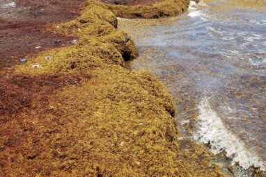 Secrets of sargassum: Scientists advance knowledge of seaweed ...