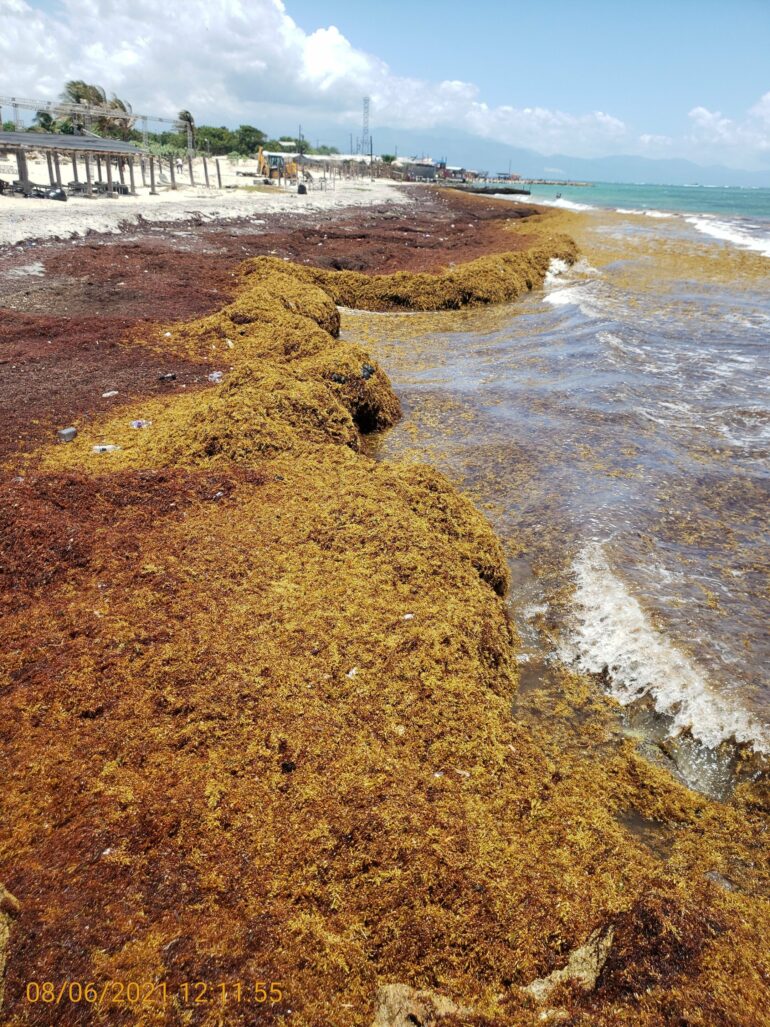 Secrets of sargassum: Scientists advance knowledge of seaweed ...