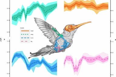 Small birds boast range of flight styles thanks to evolutionary edge