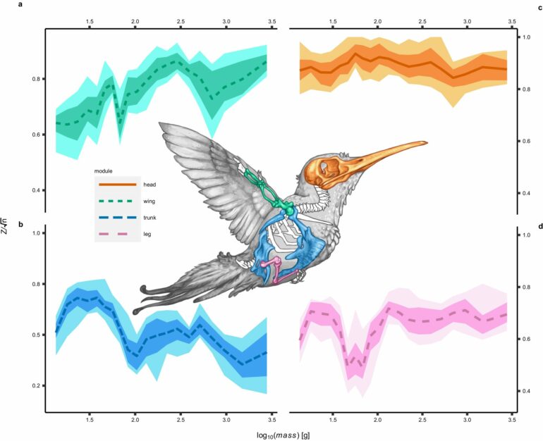 Small birds boast range of flight styles thanks to evolutionary edge