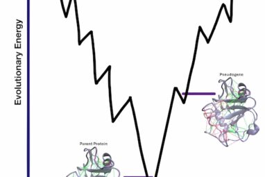 Study reveals insights into protein evolution